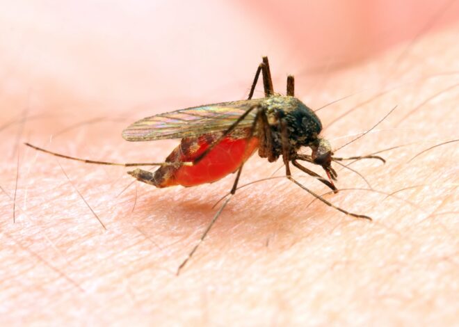 Consecuencias impensadas: hoy el planeta podría deshacerse finalmente de los mosquitos, ¿pero deberíamos? Consecuencias impensadas: hoy el planeta podría deshacerse finalmente de los mosquitos, ¿pero deberíamos?