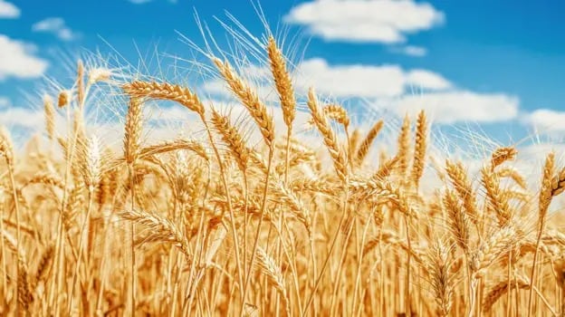 El mercado del trigo nuevo y la rentabilidad de los cultivos para el ciclo 2025/26