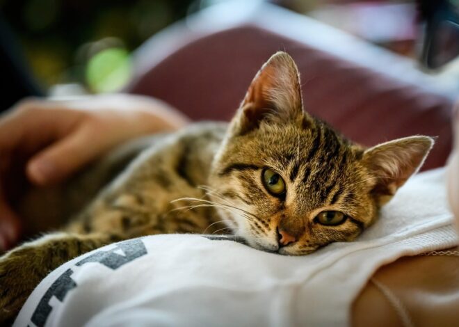 ¿Qué dice la psicología de las personas que aman a los gatos? Tienen rasgos y características especiales ¿Qué dice la psicología de las personas que aman a los gatos? Tienen rasgos y características especiales