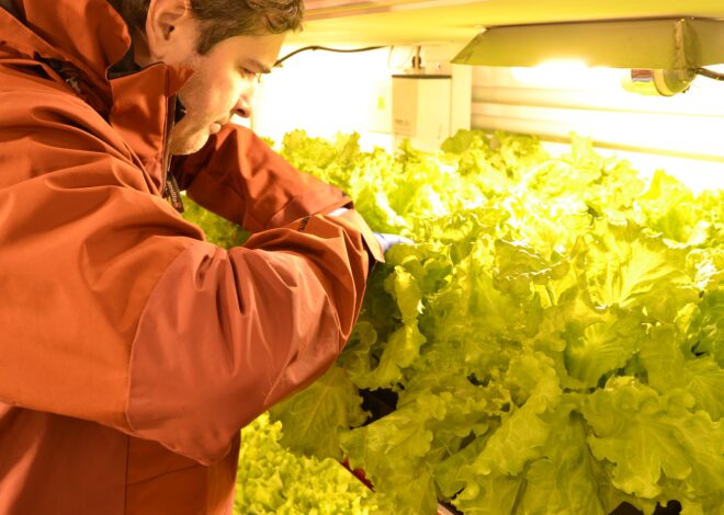 Lechuga en la Antártida: la misión que parecía imposible y es sensación en tres bases argentinas Lechuga en la Antártida: la misión que parecía imposible y es sensación en tres bases argentinas