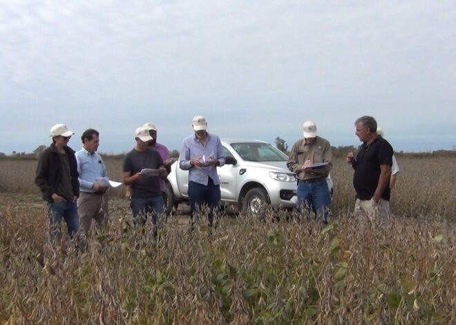 Evaluación de cultivos, soja no OGM, maní y alfalfa: el sorprendente salto tecnológico que se logró junto con el INTA Evaluación de cultivos, soja no OGM, maní y alfalfa: el sorprendente salto tecnológico que se logró junto con el INTA