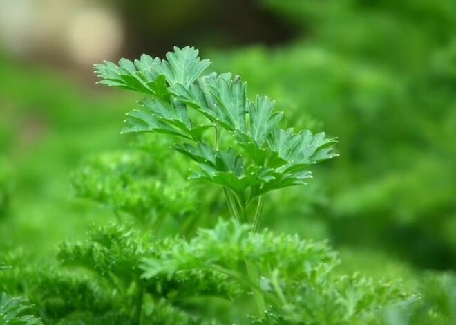 La planta que ayuda al buen funcionamiento de los riñones: es ideal para eliminar toxinas del cuerpo La planta que ayuda al buen funcionamiento de los riñones: es ideal para eliminar toxinas del cuerpo