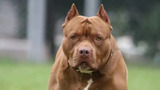 Brutal ataque de un pitbull a un niño de 7 años en Goya Brutal ataque de un pitbull a un niño de 7 años en Goya