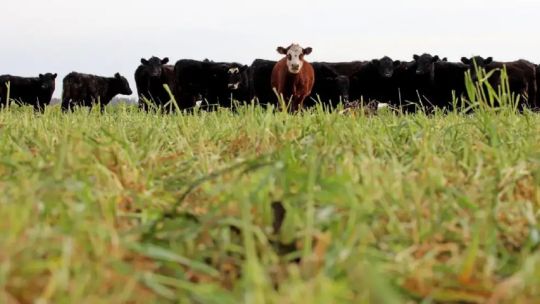 Cuáles son los reclamos del sector agropecuario y ganadero hacia el Gobierno Cuáles son los reclamos del sector agropecuario y ganadero hacia el Gobierno