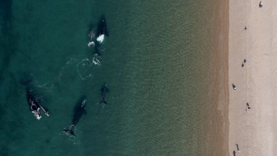 El porqué del comportamiento de las ballenas francas que regresan todos los años a Puerto Madryn y Península Valdés El porqué del comportamiento de las ballenas francas que regresan todos los años a Puerto Madryn y Península Valdés