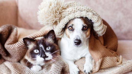 Ola polar en Córdoba: cómo cuidar a perros y gatos del frío con abrigo, refugio y control veterinario Ola polar en Córdoba: cómo cuidar a perros y gatos del frío con abrigo, refugio y control veterinario