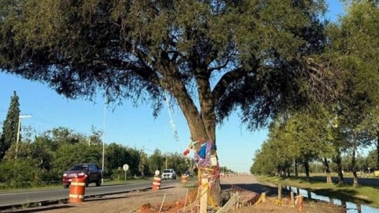 Villa Allende: por qué es "inviable" el trasplante del quebracho blanco, un "dinosaurio" vegetal