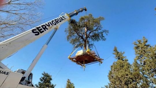 Villa Allende: para la Municipalidad el traslado del quebracho fue "impecable"