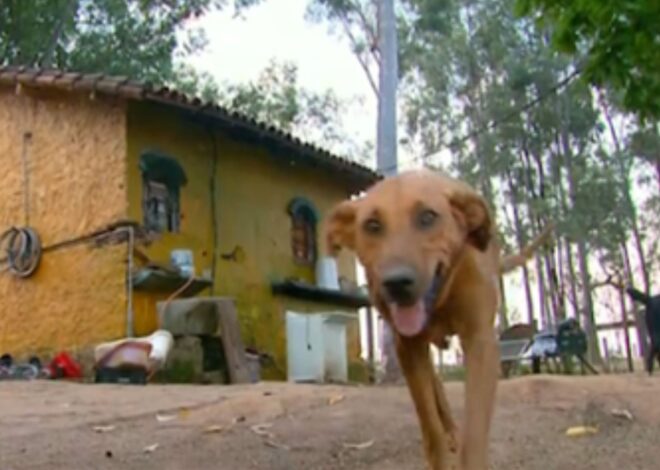 Recorre 12 kilómetros cada noche en busca de alimento y lo que hace cuando se lo dan emociona a todos Recorre 12 kilómetros cada noche en busca de alimento y lo que hace cuando se lo dan emociona a todos