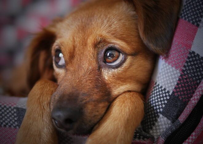 Por qué tu perro te sigue a todos lados, según la psicología canina Por qué tu perro te sigue a todos lados, según la psicología canina