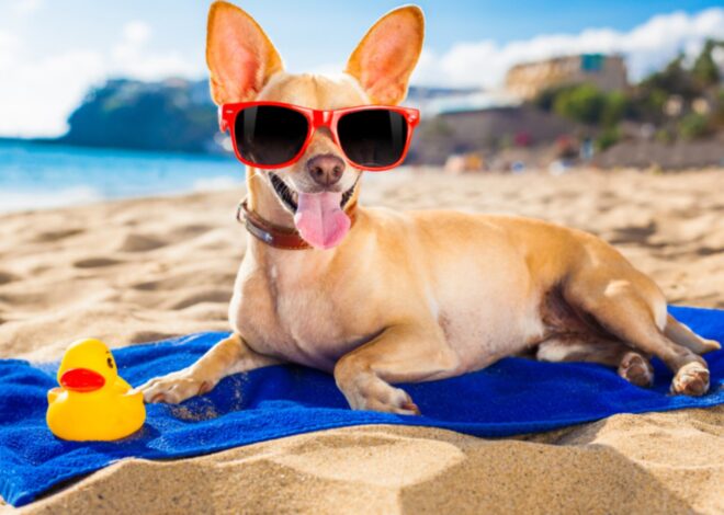Viajar con mascotas en verano: los errores más comunes que pueden arruinar tus vacaciones, según una experta Viajar con mascotas en verano: los errores más comunes que pueden arruinar tus vacaciones, según una experta