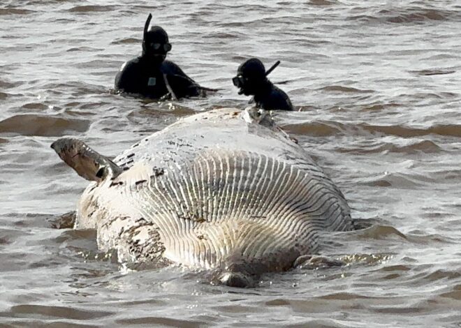 Evitemos el error de las pobres ballenas Evitemos el error de las pobres ballenas