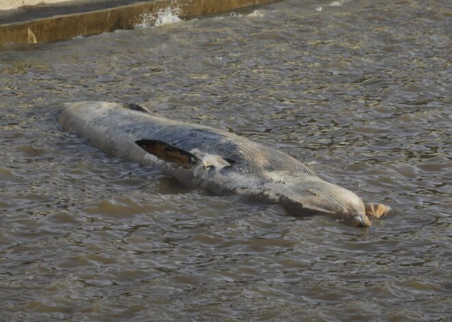 Ballena varada en Costanera Norte: de dónde llegó y cómo será el operativo para trasladarla Ballena varada en Costanera Norte: de dónde llegó y cómo será el operativo para trasladarla