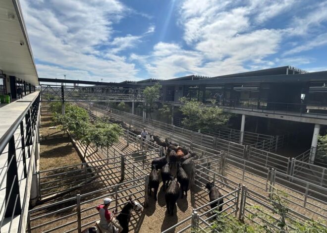 Demanda tranquila y precios en baja en el Mercado Agroganadero de Cañuelas