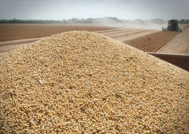 Decisiones para tomar antes de preguntarse por los dólares del campo Decisiones para tomar antes de preguntarse por los dólares del campo