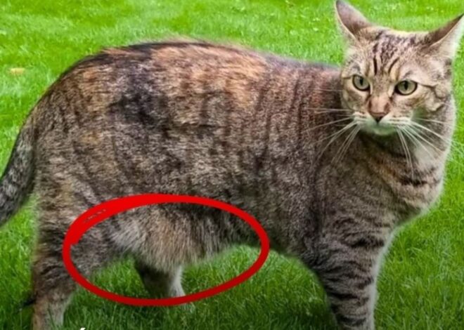 Qué es lo que cuelga de la panza de los gatos Qué es lo que cuelga de la panza de los gatos