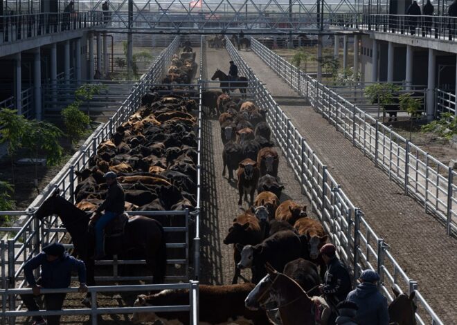 Vacunos: oferta moderada y subas en el Mercado Agroganadero de Cañuelas Vacunos: oferta moderada y subas en el Mercado Agroganadero de Cañuelas