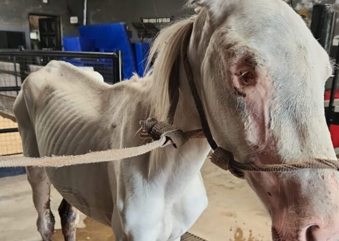 Lo abandonaron en un descampado; tenía heridas en el cráneo y había perdido un ojo: “Los golpes que recibió fueron demasiados” Lo abandonaron en un descampado; tenía heridas en el cráneo y había perdido un ojo: “Los golpes que recibió fueron demasiados”