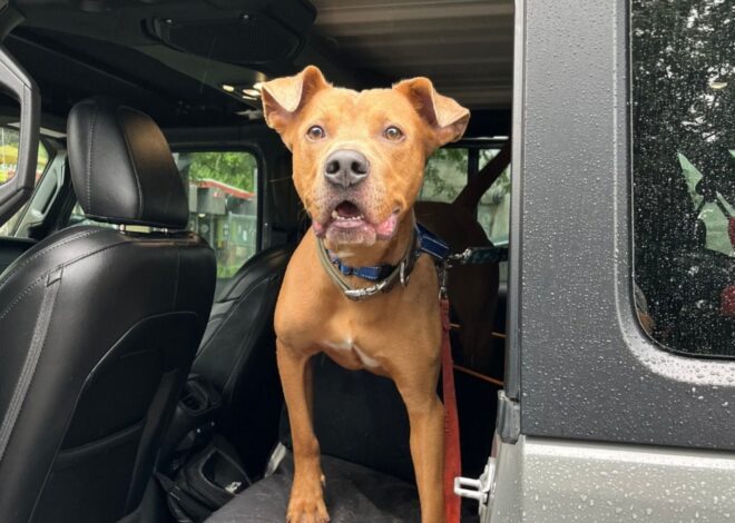Inundaciones en Texas: la historia de Superman, el cachorro que logró sobrevivir y espera volver con su familia Inundaciones en Texas: la historia de Superman, el cachorro que logró sobrevivir y espera volver con su familia