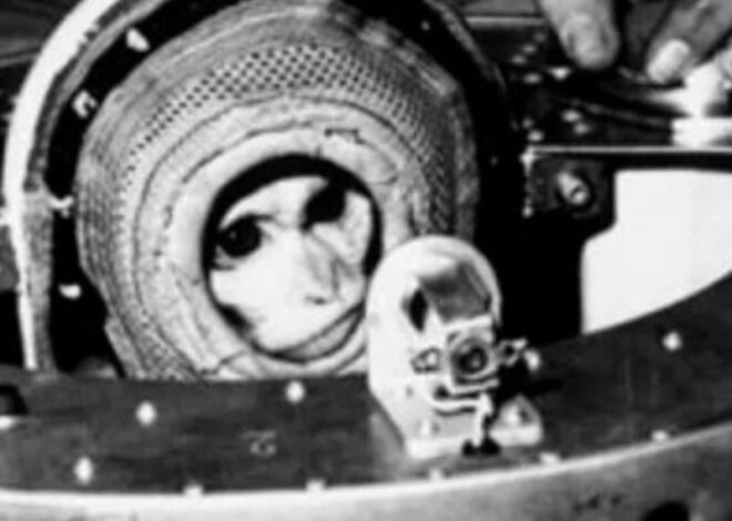La historia de Juan, el mono astronauta que se convirtió en el primer habitante argentino en visitar el espacio