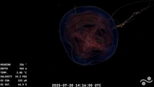 Una expedición científica argentina transmite en vivo desde 3900 metros de profundidad y es un éxito en el streaming, superando a Telefe