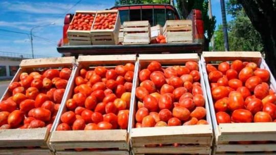 Crisis del tomate en Corrientes: productores en alerta por la apertura de importaciones y baja demanda