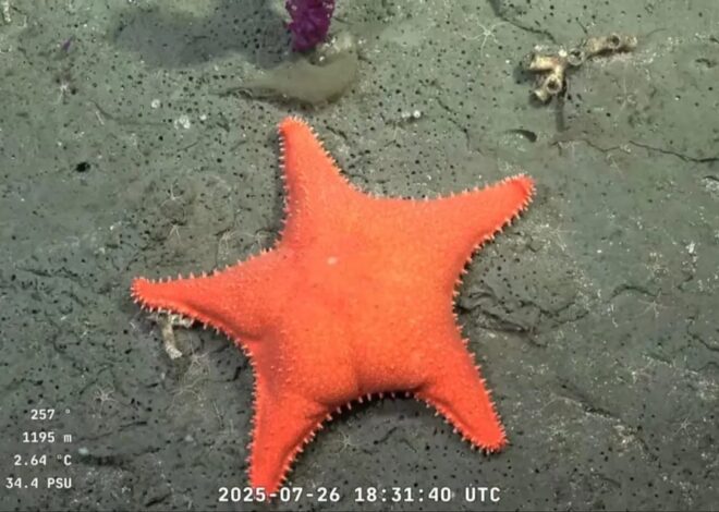 Dónde ver el streaming del Conicet en vivo: seguí online la expedición desde el fondo del mar