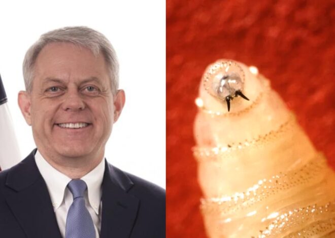 Dr. Timothy Schell, veterinario de la FDA: ¿el gusano barrenador puede atacar a perros y gatos?