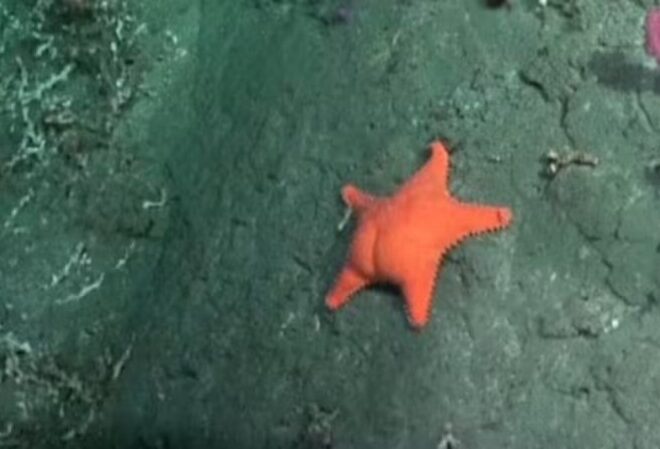 En Estados Unidos y Francia se burlan de la guerra de los libertarios con la estrella de mar culona En Estados Unidos y Francia se burlan de la guerra de los libertarios con la estrella de mar culona