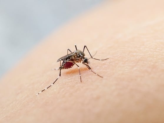 Cambio climático: un incapacitante virus transmitido por mosquitos se extiende a nivel global Cambio climático: un incapacitante virus transmitido por mosquitos se extiende a nivel global