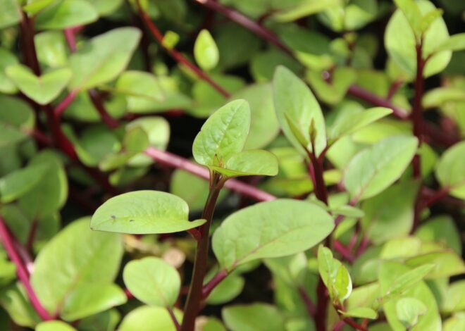 Basella alba: la planta trepadora de rápido crecimiento que puede florecer en invierno