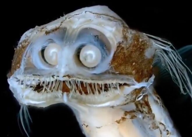 El pez telescopio que parece salido de una película de ciencia ficción y causó furor tras el streaming del Conicet El pez telescopio que parece salido de una película de ciencia ficción y causó furor tras el streaming del Conicet