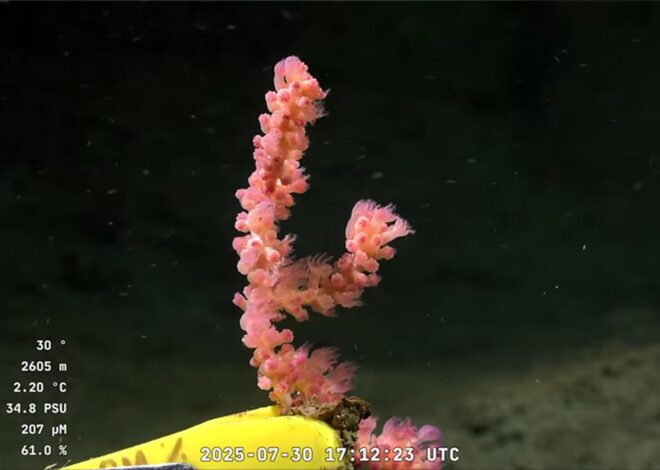 “Un verdadero tesoro biológico”: por qué es un hito para la ciencia argentina la expedición submarina del Conicet “Un verdadero tesoro biológico”: por qué es un hito para la ciencia argentina la expedición submarina del Conicet