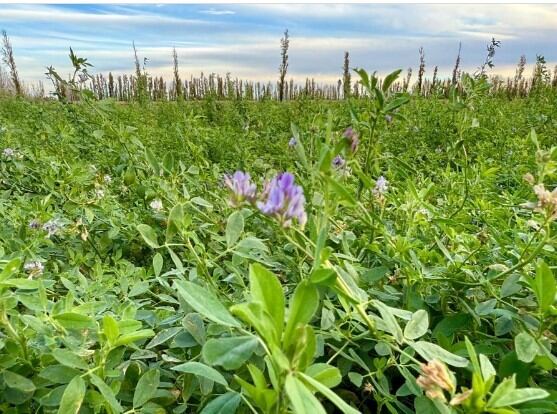 “Es un ejemplo”: una región ya siembra 27.000 hectáreas de un cultivo de fuerte interés mundial “Es un ejemplo”: una región ya siembra 27.000 hectáreas de un cultivo de fuerte interés mundial