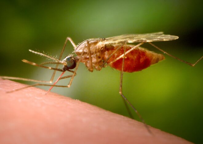 Cuál es el virus que se transmite por mosquitos debido al cambio climático