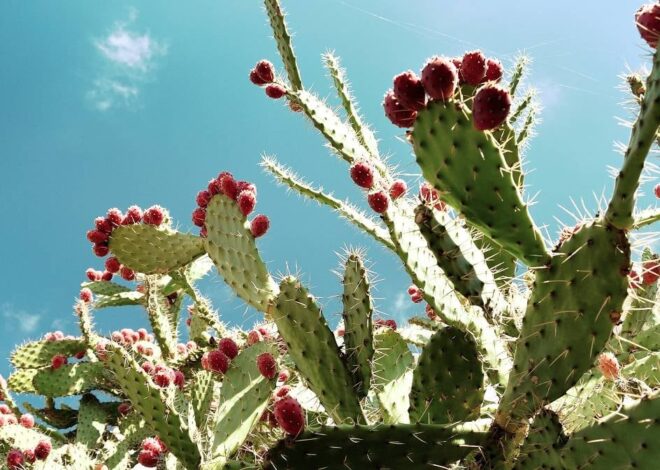 Qué es el nopal, qué beneficios aporta y por qué muchos lo suman a la dieta diaria