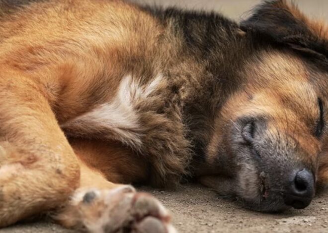 Alerta por envenenamiento de mascotas en Palermo: al menos tres perros murieron en una semana