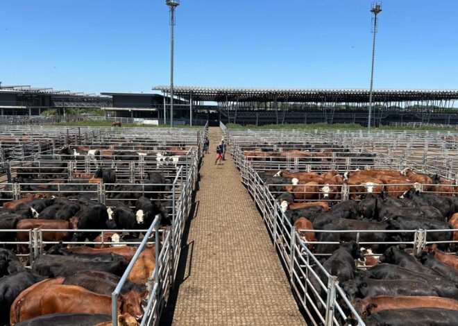 Vacunos: cierre de semana en baja en el Mercado Agroganadero de Cañuelas Vacunos: cierre de semana en baja en el Mercado Agroganadero de Cañuelas