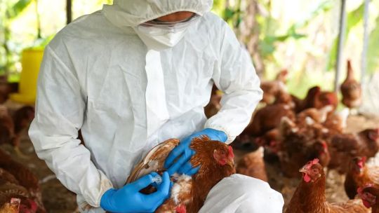 Senasa suspendió las exportaciones avícolas tras confirmar influenza aviar en un establecimiento comercial Senasa suspendió las exportaciones avícolas tras confirmar influenza aviar en un establecimiento comercial