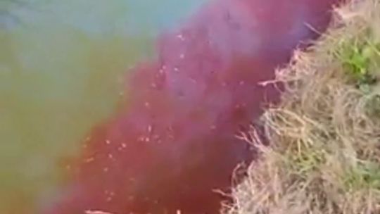 Carmen de Areco: el río Areco tiñó sus aguas de rojo ¿a qué se debió?