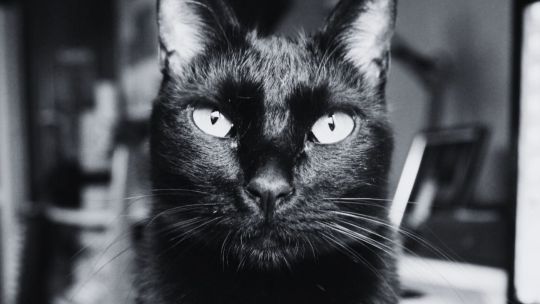 ¿Dan mala suerte los gatos negros? El origen medieval de un mito ¿Dan mala suerte los gatos negros? El origen medieval de un mito