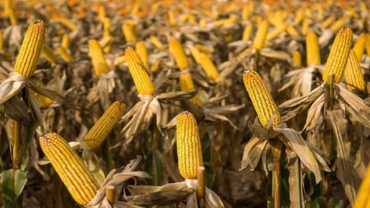 Congreso Internacional de Maíz: Rosario se convertirá en la capital mundial del cultivo Congreso Internacional de Maíz: Rosario se convertirá en la capital mundial del cultivo