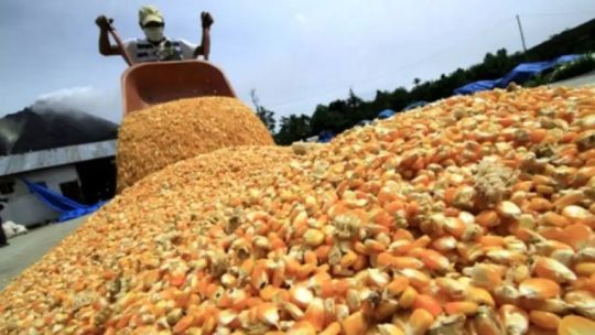 Hacer más y mejor maíz es la apuesta productiva para la campaña 2025/26 Hacer más y mejor maíz es la apuesta productiva para la campaña 2025/26