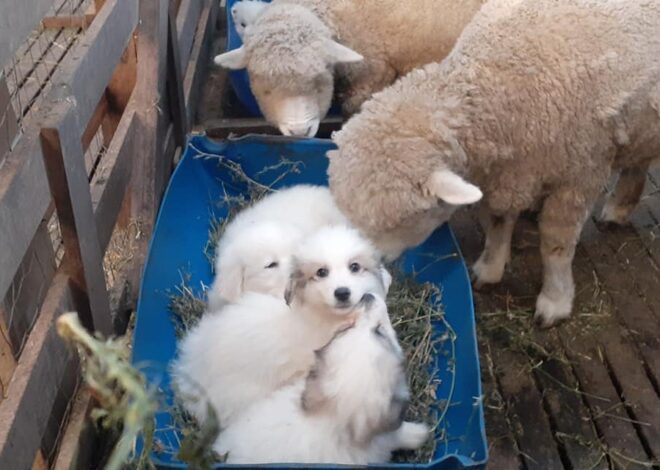 “Patrullaje”: los 50 perros que cumplen una crucial misión en el extremo sur argentino