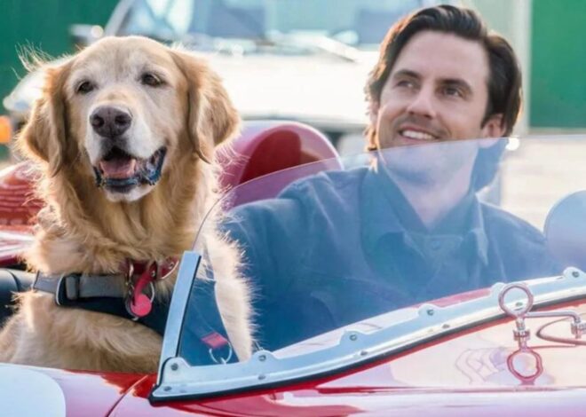 La conmovedora película de Netflix de dos horas que te hará reflexionar sobre la amistad incondicional