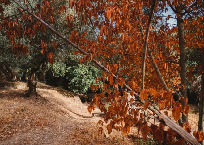 Cuándo llega el otoño a Texas este 2025: fecha y hora exactas Cuándo llega el otoño a Texas este 2025: fecha y hora exactas