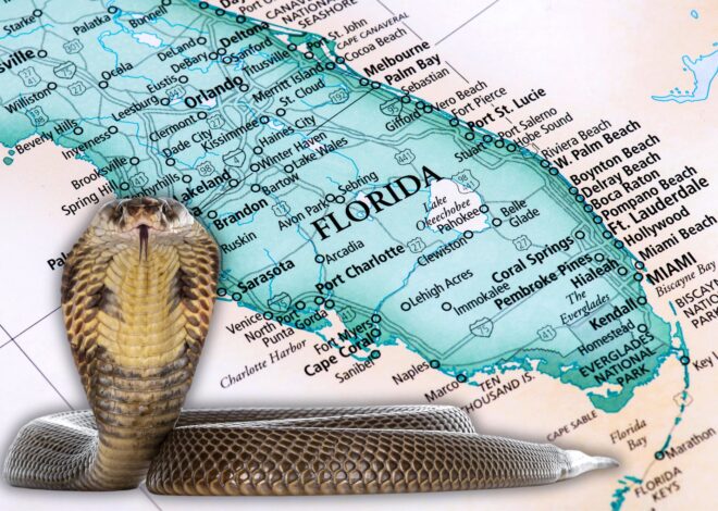 Los Everglades y más: los lagos de Florida más infestados de serpientes, según un ranking Los Everglades y más: los lagos de Florida más infestados de serpientes, según un ranking