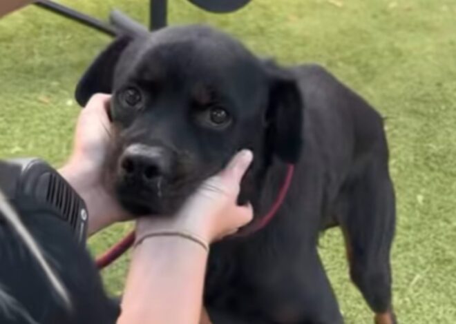 La historia de Stewie: lo encontraron abandonado en la ruta y descubrieron el insólito truco para ganarse su confianza