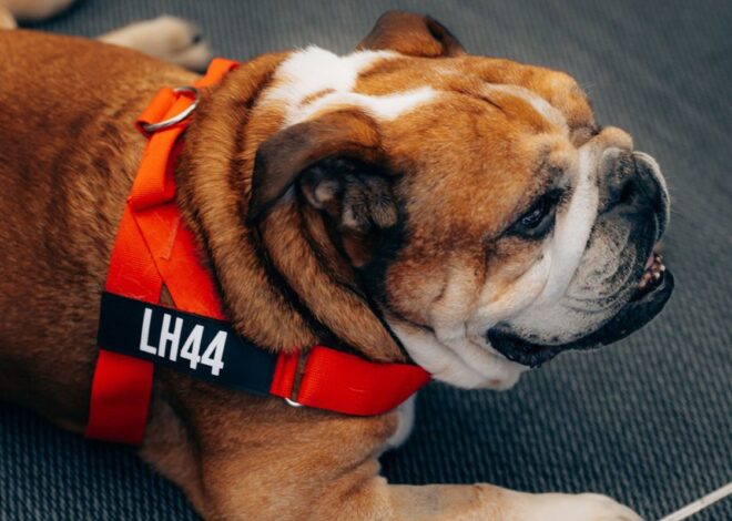 La despedida de Roscoe y cómo unió a la F1 con Lewis Hamilton
