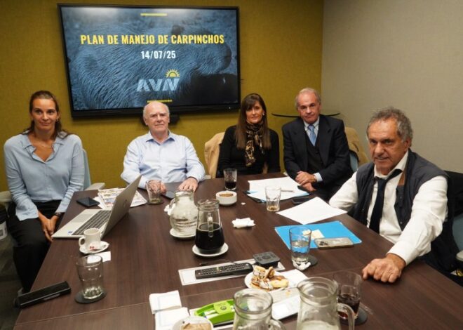 Derrota de Scioli: Los carpinchos consiguieron un fallo que prohíbe que los castren Derrota de Scioli: Los carpinchos consiguieron un fallo que prohíbe que los castren